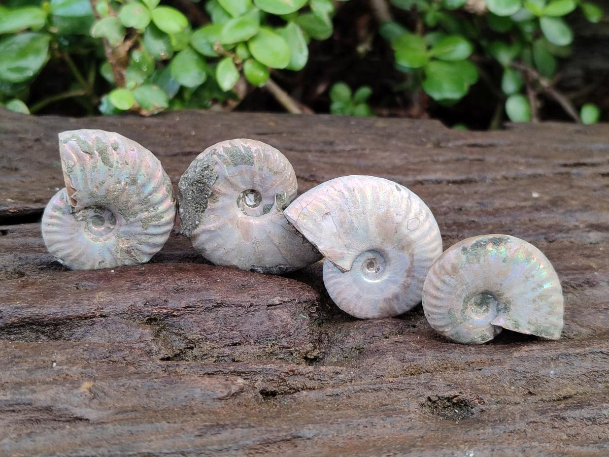 Natural Whole Cleoniceras Ammonite Fossils With Iridescent Ammolite Shells x 35 From Maintirano, Madagascar - Toprock Gemstones and Minerals 