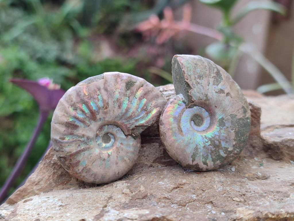 Natural Whole Cleoniceras Ammonite Fossils With Iridescent Ammolite Shells x 35 From Maintirano, Madagascar - Toprock Gemstones and Minerals 