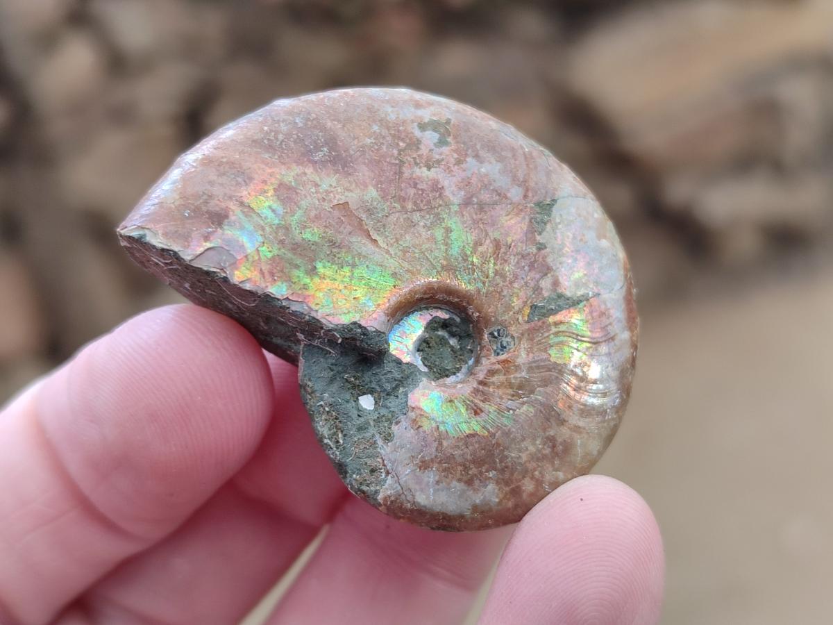 Natural Whole Cleoniceras Ammonite Fossils With Iridescent Ammolite Shells x 35 From Maintirano, Madagascar - Toprock Gemstones and Minerals 