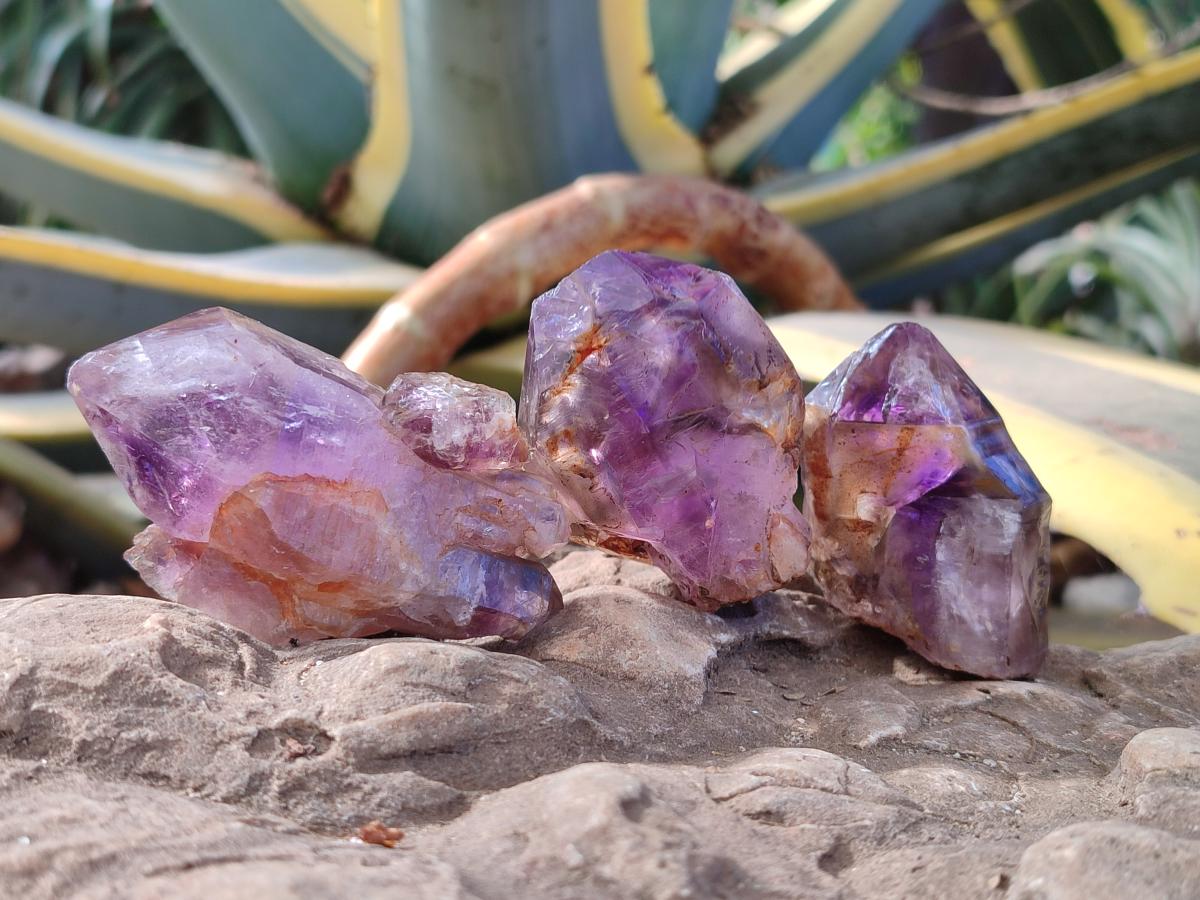 Natural Amethyt Crystals x 12 From Ashburton, South Africa - Toprock Gemstones and Minerals 