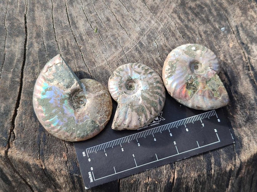 Natural Whole Cleoniceras Ammonite Fossils With Iridescent Ammolite Shells x 37 From Maintirano, Madagascar - Toprock Gemstones and Minerals 