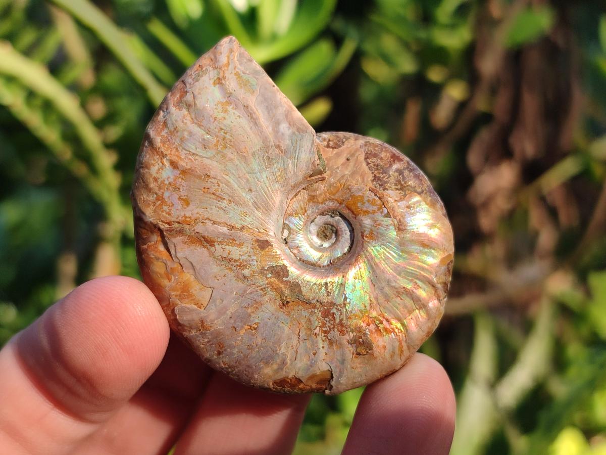 Natural Whole Cleoniceras Ammonite Fossils With Iridescent Ammolite Shells x 37 From Maintirano, Madagascar - Toprock Gemstones and Minerals 