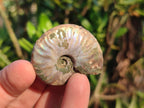 Natural Whole Cleoniceras Ammonite Fossils With Iridescent Ammolite Shells x 37 From Maintirano, Madagascar - Toprock Gemstones and Minerals 