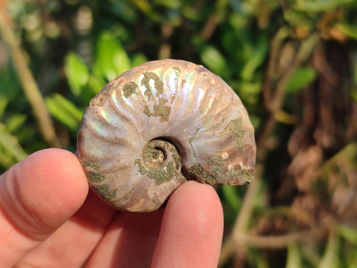 Natural Whole Cleoniceras Ammonite Fossils With Iridescent Ammolite Shells x 37 From Maintirano, Madagascar - Toprock Gemstones and Minerals 