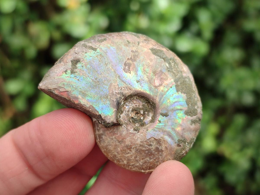 Natural Whole Cleoniceras Ammonite Fossils With Iridescent Ammolite Shells x 37 From Maintirano, Madagascar - Toprock Gemstones and Minerals 