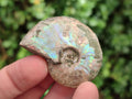 Natural Whole Cleoniceras Ammonite Fossils With Iridescent Ammolite Shells x 37 From Maintirano, Madagascar - Toprock Gemstones and Minerals 