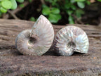 Natural Whole Cleoniceras Ammonite Fossils With Iridescent Ammolite Shells x 37 From Maintirano, Madagascar - Toprock Gemstones and Minerals 