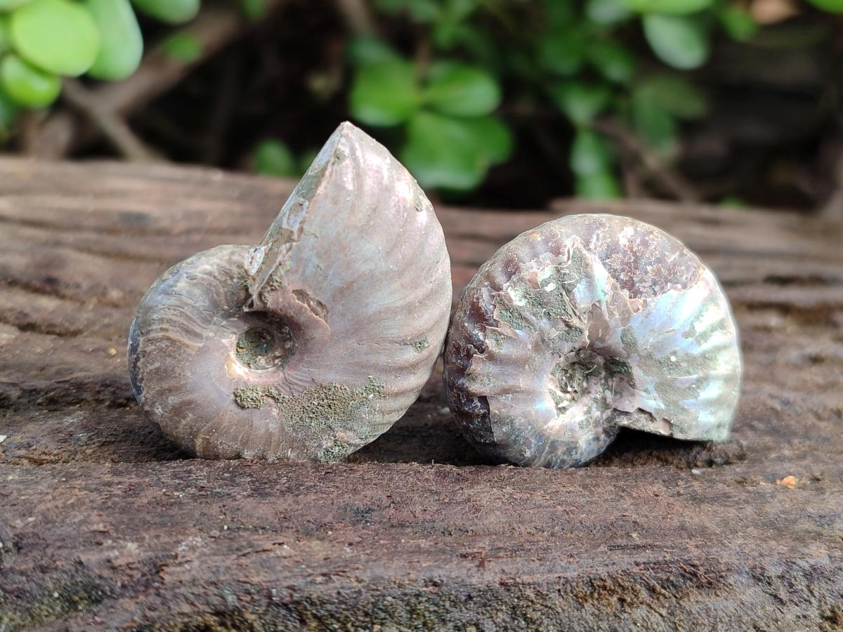 Natural Whole Cleoniceras Ammonite Fossils With Iridescent Ammolite Shells x 37 From Maintirano, Madagascar - Toprock Gemstones and Minerals 