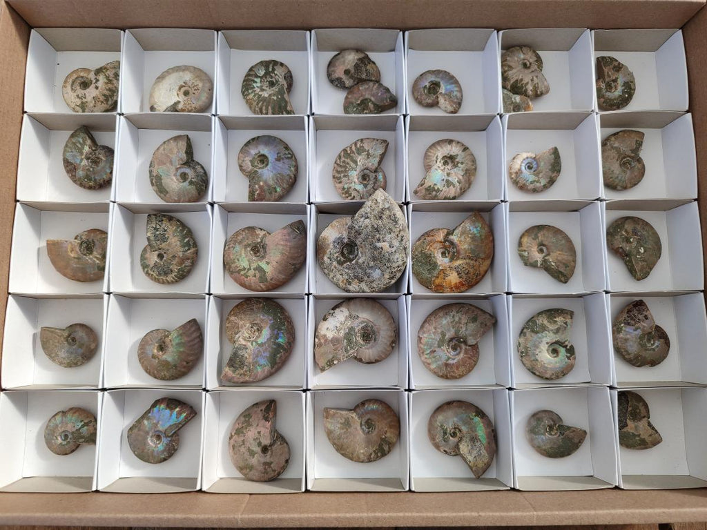 Natural Whole Cleoniceras Ammonite Fossils With Iridescent Ammolite Shells x 37 From Maintirano, Madagascar - Toprock Gemstones and Minerals 