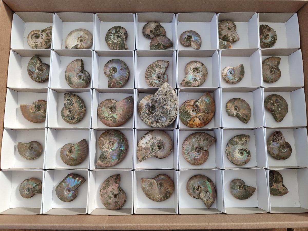 Natural Whole Cleoniceras Ammonite Fossils With Iridescent Ammolite Shells x 37 From Maintirano, Madagascar - Toprock Gemstones and Minerals 