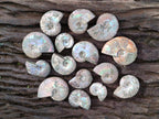 Natural Whole Cleoniceras Ammonite Fossils With Iridescent Ammolite Shells x 37 From Maintirano, Madagascar - Toprock Gemstones and Minerals 