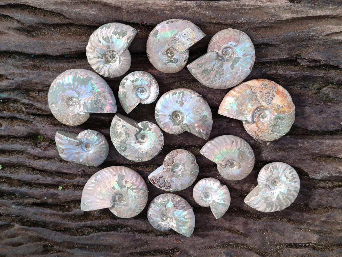Natural Whole Cleoniceras Ammonite Fossils With Iridescent Ammolite Shells x 37 From Maintirano, Madagascar - Toprock Gemstones and Minerals 