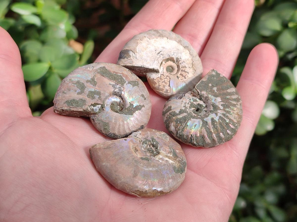 Natural Whole Cleoniceras Ammonite Fossils With Iridescent Ammolite Shells x 37 From Maintirano, Madagascar - Toprock Gemstones and Minerals 