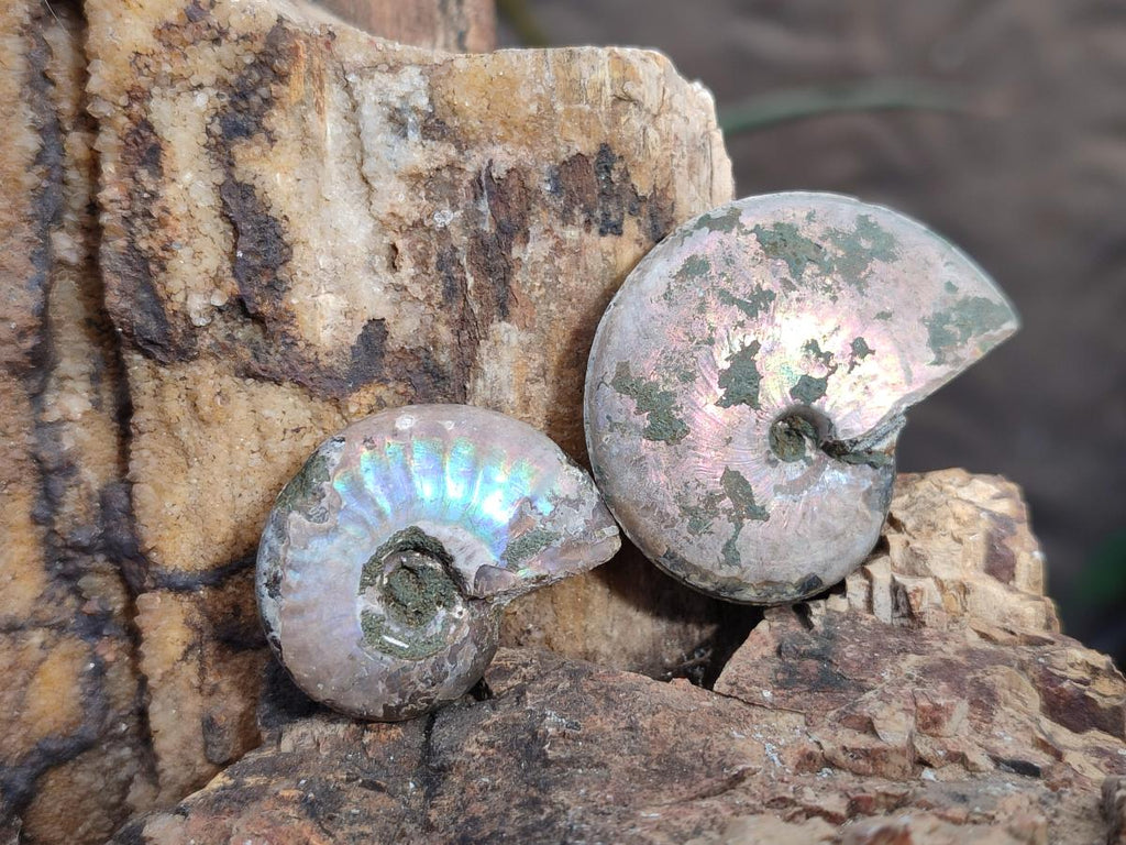 Natural Whole Cleoniceras Ammonite Fossils With Iridescent Ammolite Shells x 37 From Maintirano, Madagascar - Toprock Gemstones and Minerals 