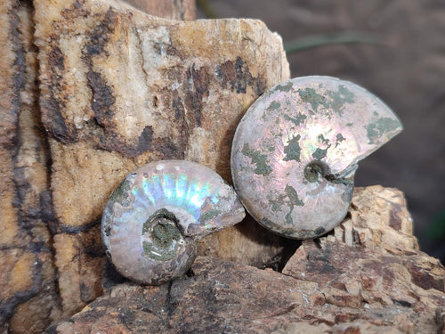 Natural Whole Cleoniceras Ammonite Fossils With Iridescent Ammolite Shells x 37 From Maintirano, Madagascar - Toprock Gemstones and Minerals 