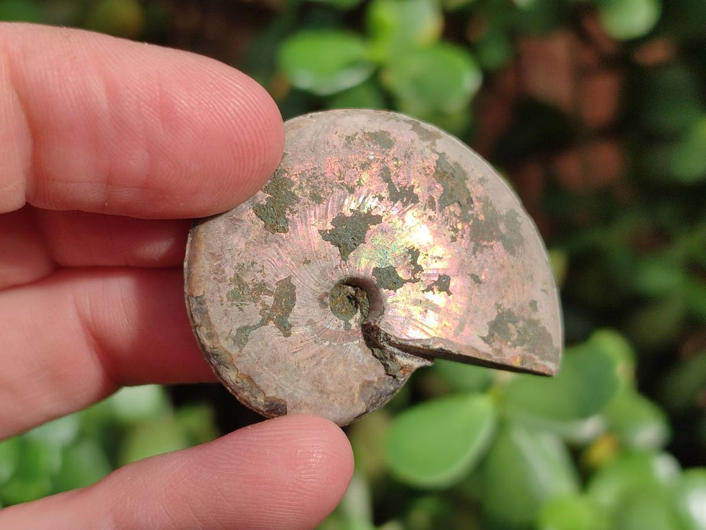 Natural Whole Cleoniceras Ammonite Fossils With Iridescent Ammolite Shells x 37 From Maintirano, Madagascar - Toprock Gemstones and Minerals 