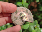 Natural Whole Cleoniceras Ammonite Fossils With Iridescent Ammolite Shells x 37 From Maintirano, Madagascar - Toprock Gemstones and Minerals 