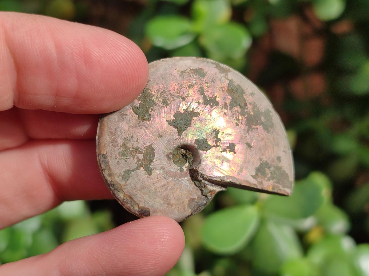 Natural Whole Cleoniceras Ammonite Fossils With Iridescent Ammolite Shells x 37 From Maintirano, Madagascar - Toprock Gemstones and Minerals 