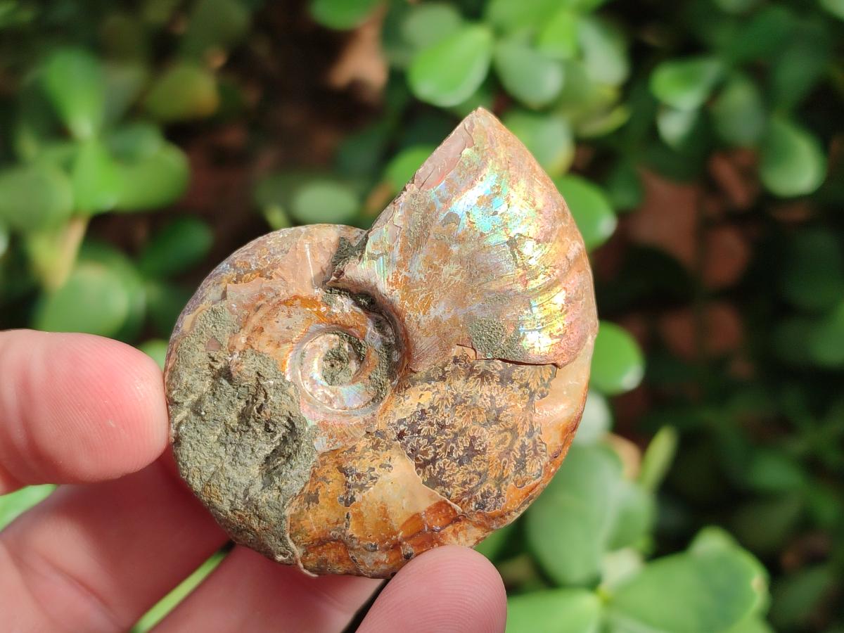 Natural Whole Cleoniceras Ammonite Fossils With Iridescent Ammolite Shells x 37 From Maintirano, Madagascar - Toprock Gemstones and Minerals 