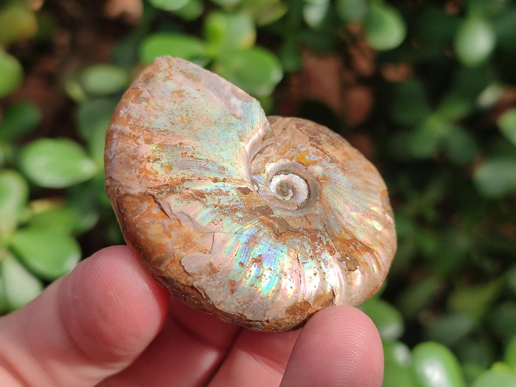 Natural Whole Cleoniceras Ammonite Fossils With Iridescent Ammolite Shells x 37 From Maintirano, Madagascar - Toprock Gemstones and Minerals 