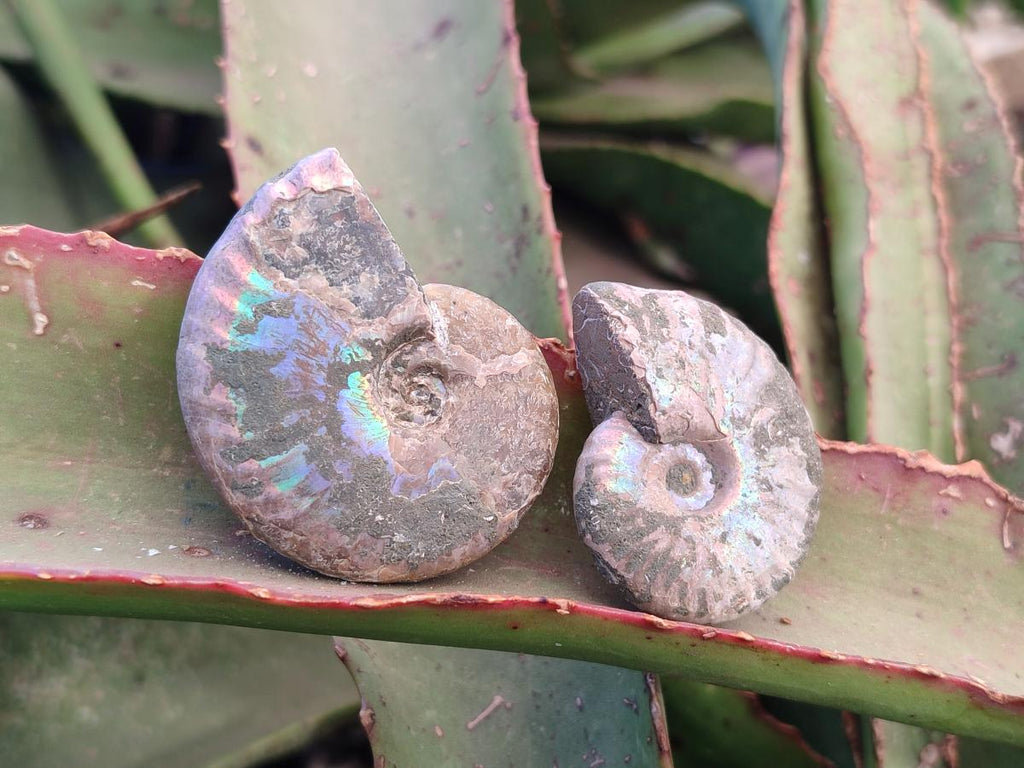Natural Whole Cleoniceras Ammonite Fossils With Iridescent Ammolite Shells x 37 From Maintirano, Madagascar - Toprock Gemstones and Minerals 