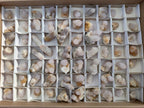 Natural Small Spirit Quartz Crystals x 70 From Boekenhouthoek, South Africa - Toprock Gemstones and Minerals 