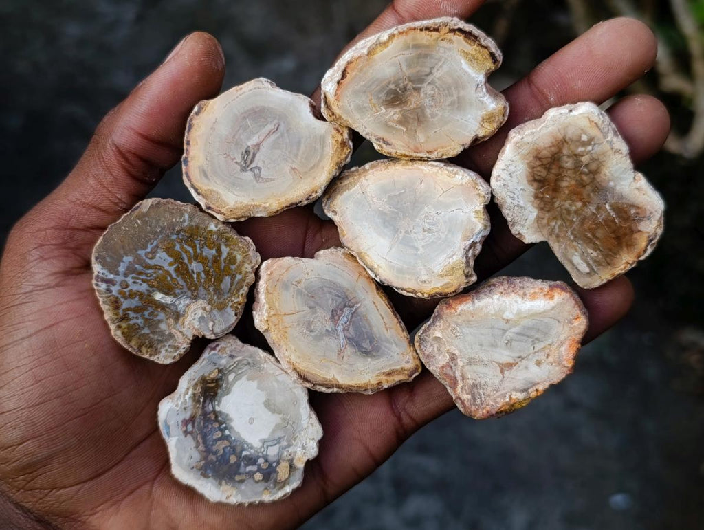 Polished Mini Red Podocarpus Petrified Wood Slices x 35 From Marovoay, Madagascar - Toprock Gemstones and Minerals 