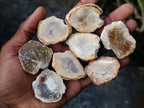 Polished Mini Red Podocarpus Petrified Wood Slices x 35 From Marovoay, Madagascar - Toprock Gemstones and Minerals 