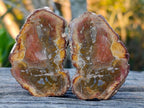 Polished Mini Red Podocarpus Petrified Wood Slices x 35 From Marovoay, Madagascar - Toprock Gemstones and Minerals 