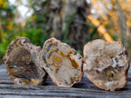 Polished Mini Red Podocarpus Petrified Wood Slices x 35 From Marovoay, Madagascar - Toprock Gemstones and Minerals 