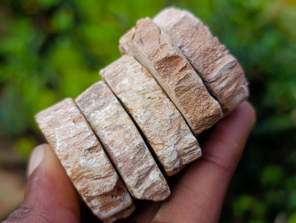 Polished Mini Red Podocarpus Petrified Wood Slices x 35 From Marovoay, Madagascar - Toprock Gemstones and Minerals 