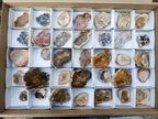 Polished Mini Red Podocarpus Petrified Wood Slices x 35 From Marovoay, Madagascar - Toprock Gemstones and Minerals 