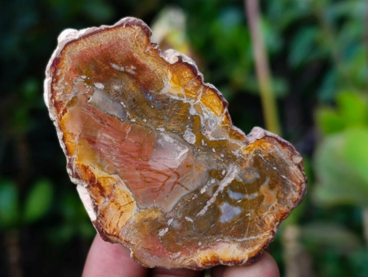 Polished Mini Red Podocarpus Petrified Wood Slices x 35 From Marovoay, Madagascar - Toprock Gemstones and Minerals 