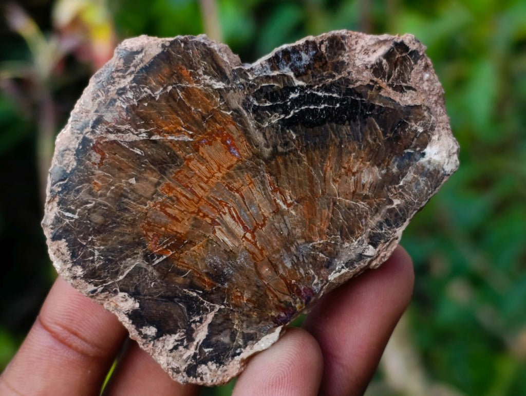 Polished Mini Red Podocarpus Petrified Wood Slices x 35 From Marovoay, Madagascar - Toprock Gemstones and Minerals 