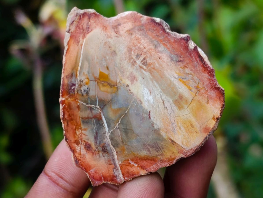 Polished Mini Red Podocarpus Petrified Wood Slices x 35 From Marovoay, Madagascar - Toprock Gemstones and Minerals 