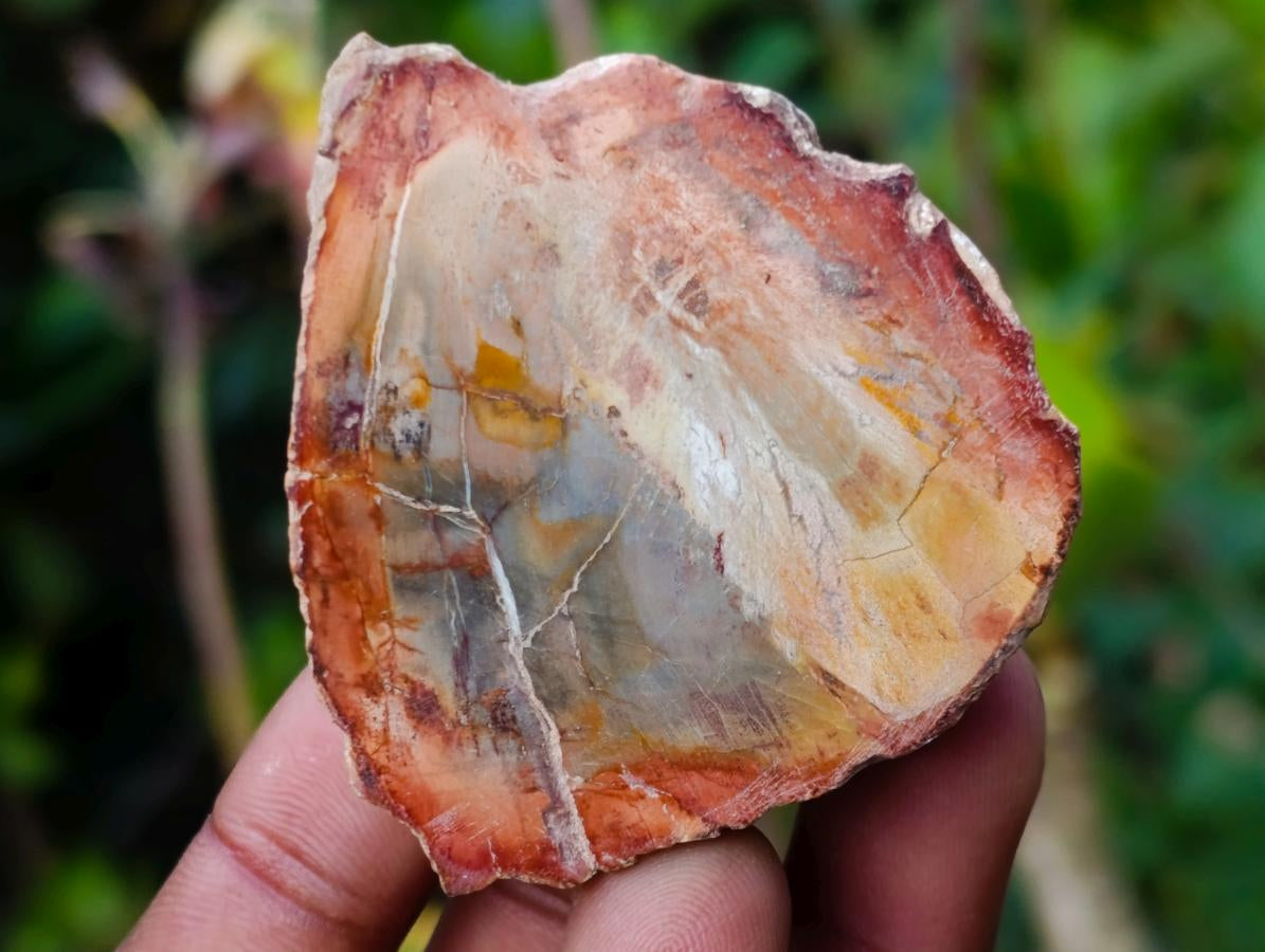 Polished Mini Red Podocarpus Petrified Wood Slices x 35 From Marovoay, Madagascar - Toprock Gemstones and Minerals 