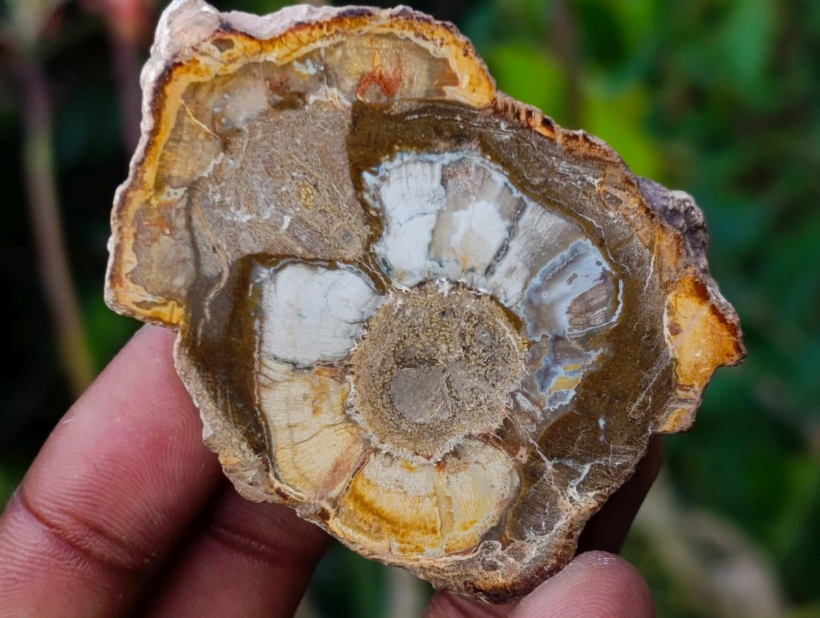 Polished Mini Red Podocarpus Petrified Wood Slices x 35 From Marovoay, Madagascar - Toprock Gemstones and Minerals 