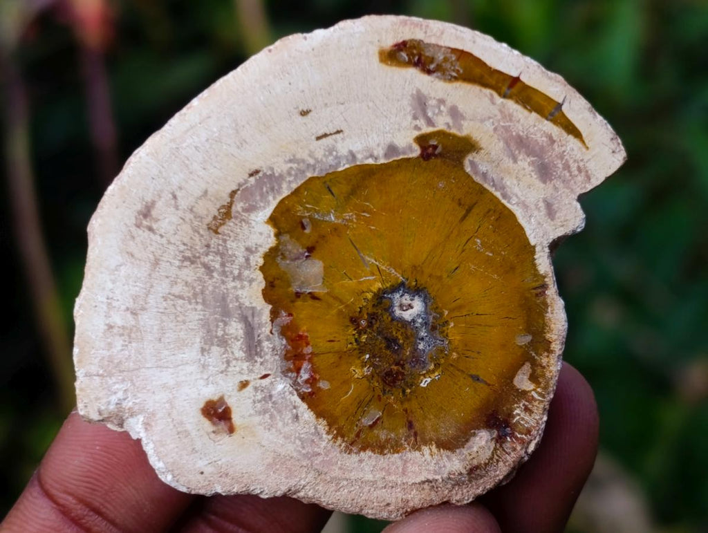 Polished Mini Red Podocarpus Petrified Wood Slices x 35 From Marovoay, Madagascar - Toprock Gemstones and Minerals 
