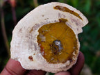 Polished Mini Red Podocarpus Petrified Wood Slices x 35 From Marovoay, Madagascar - Toprock Gemstones and Minerals 