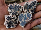 Polished Mini Red Podocarpus Petrified Wood Slices x 35 From Marovoay, Madagascar - Toprock Gemstones and Minerals 