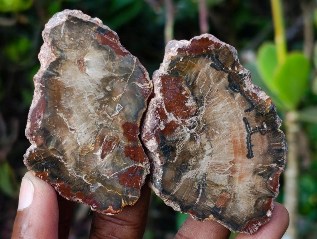 Polished Mini Red Podocarpus Petrified Wood Slices x 35 From Marovoay, Madagascar - Toprock Gemstones and Minerals 