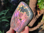 Polished Rare Purple Sunset Flash Labradorite Standing Display Pieces x 3 From Madagascar - Toprock Gemstones and Minerals 