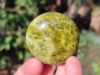 Polished Green Opal Palm Stones x 24 From Betroka, Madagascar - Toprock Gemstones and Minerals 