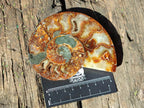 Polished Cleoniceras Ammonite Fossils Pairs x 2 From Tulear, Madagascar - Toprock Gemstones and Minerals 