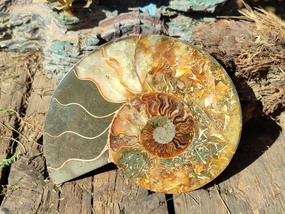 Polished Cleoniceras Ammonite Fossils Pairs x 2 From Tulear, Madagascar - Toprock Gemstones and Minerals 