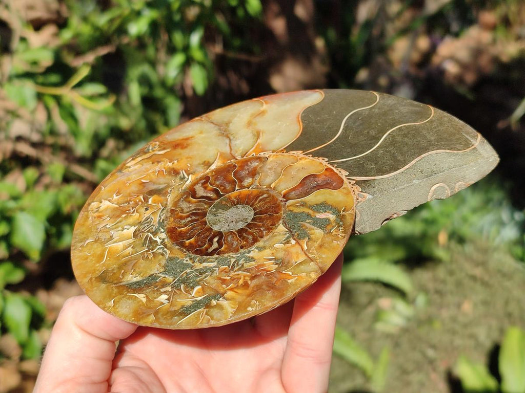 Polished Cleoniceras Ammonite Fossils Pairs x 2 From Tulear, Madagascar - Toprock Gemstones and Minerals 