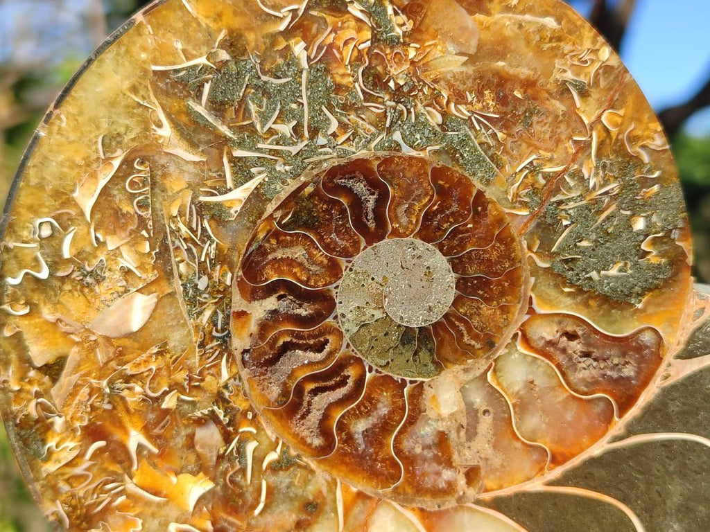 Polished Cleoniceras Ammonite Fossils Pairs x 2 From Tulear, Madagascar - Toprock Gemstones and Minerals 