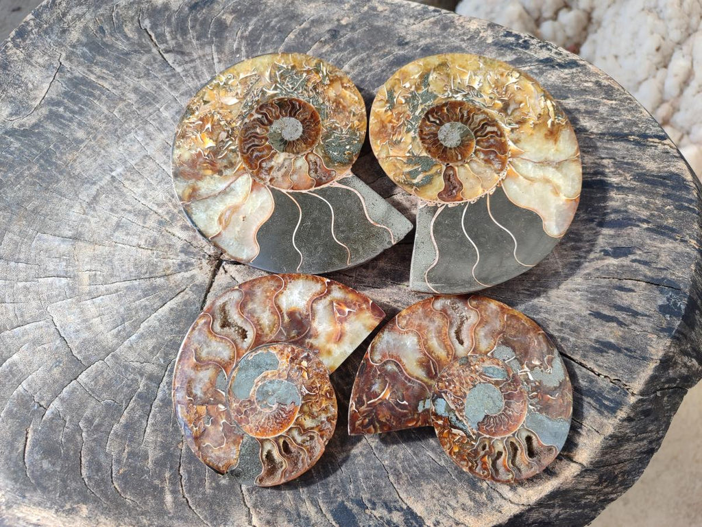 Polished Cleoniceras Ammonite Fossils Pairs x 2 From Tulear, Madagascar - Toprock Gemstones and Minerals 