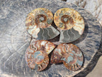 Polished Cleoniceras Ammonite Fossils Pairs x 2 From Tulear, Madagascar - Toprock Gemstones and Minerals 
