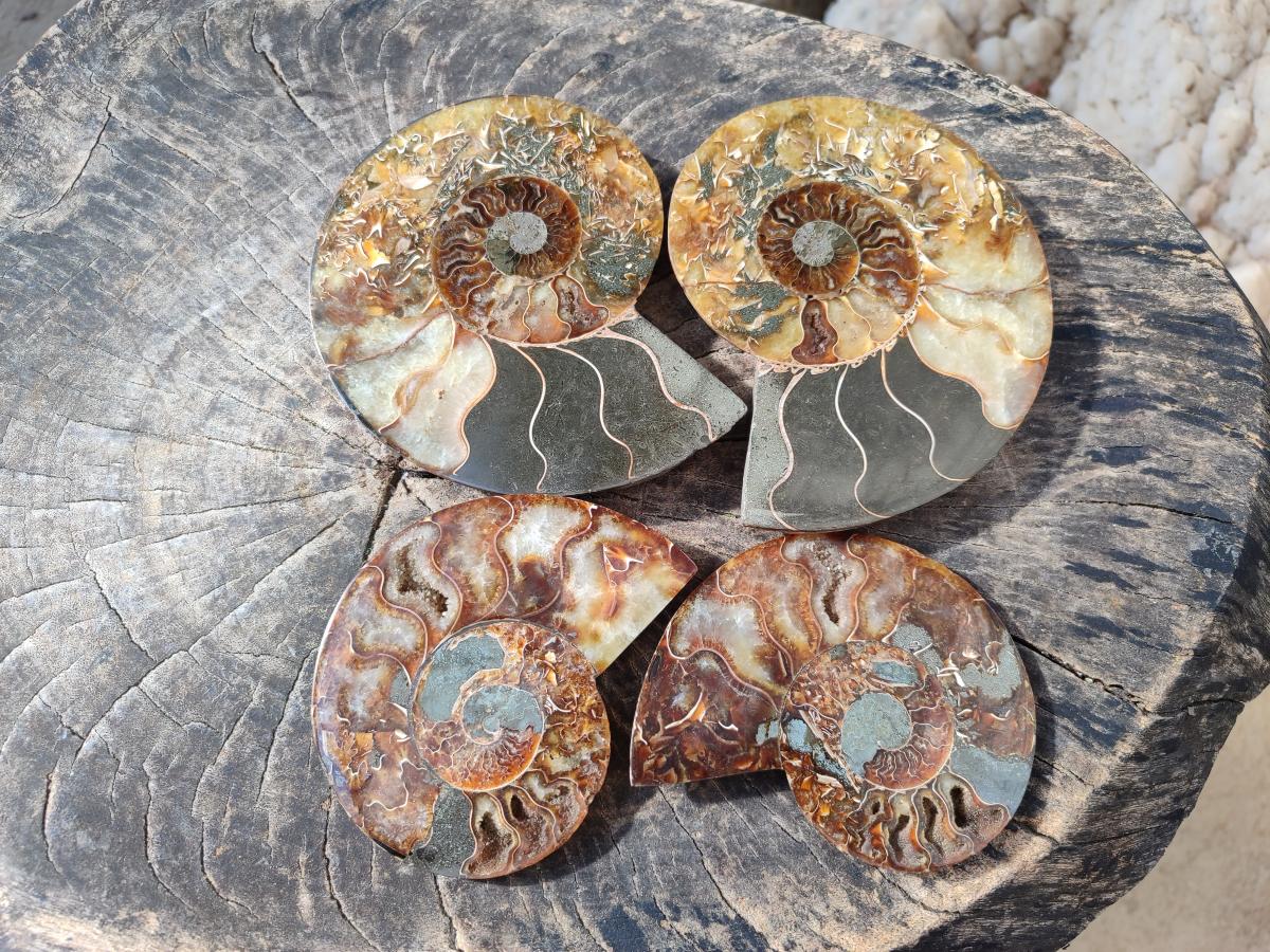 Polished Cleoniceras Ammonite Fossils Pairs x 2 From Tulear, Madagascar - Toprock Gemstones and Minerals 